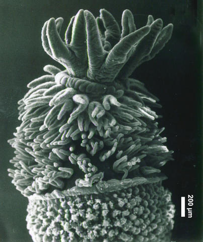2015-iii-3_entacles_lateral_viewb_00001109.jpg