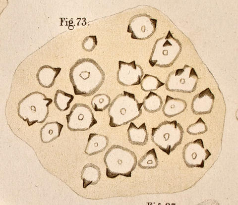 pcollare_holdfast_pap1_fig73.jpg