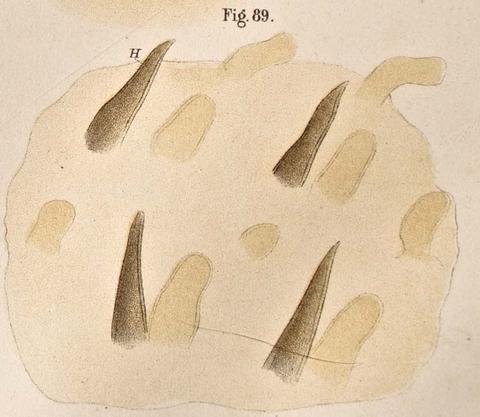 phedraeum_hooks_fig89.jpg