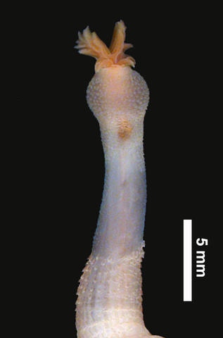dscn1900_introvert_and_tentacles.jpg